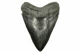 Fossil Megalodon Tooth - Beautiful River Meg #265027-1